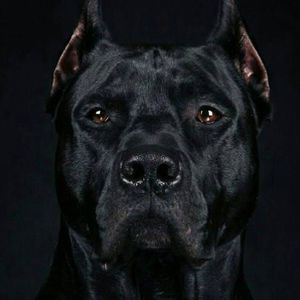 Meet your Posher, Keyshawn